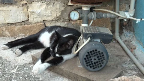 Black and white cat resting on a wooden board next to a water pump Video stock 341585214