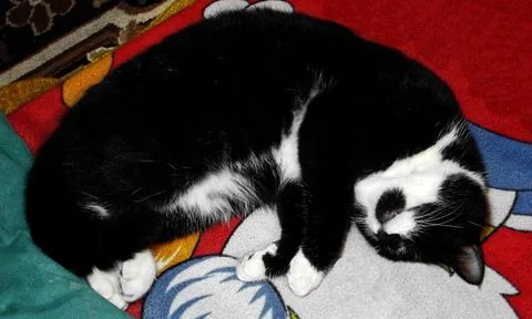 Black and White Cat Resting Stock Photos
