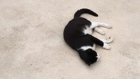 Black and white cat rolling playfully on the ground outdoors, Vidéo 332730079
