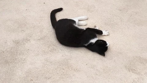 Black and white cat rolling playfully on the ground outdoors, stretching and Vidéo 337420615