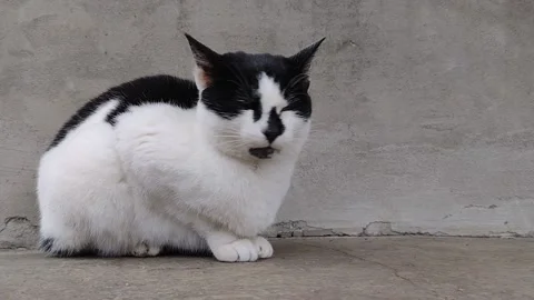 A black and white cat shot close up. Video with cat Video stock 221644392