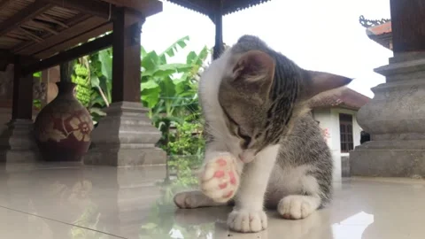 Black-and-white cat sits calmly, Stock Footage 321190277