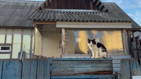 A black and white cat sits on a wooden fence near a village house Stock Footage 337434492