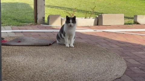 A black and white cat sits quietly on a pavement outside a suburban home. Stock Footage 345121122