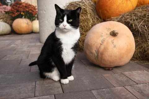 Black and white cat sits next to pumpkins on street, halloween Stock Photos