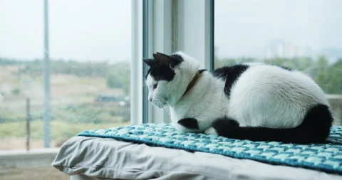 Black and white cat is sitting on her bed 動画素材 143885641