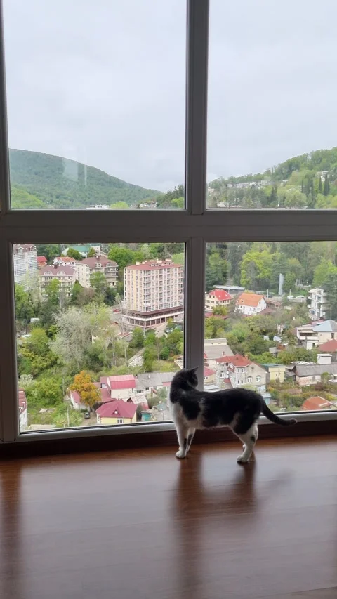 Black and white cat sitting by window, gazing intently at urban cityscape Stock Footage 306864342
