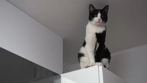 Black and white cat sitting on a high kitchen shelf, curious domestic pet Video stock 323109533