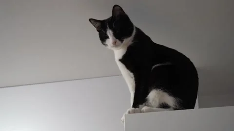 Black and white cat sitting on a high kitchen shelf, curious domestic pet Stock Footage 323109542