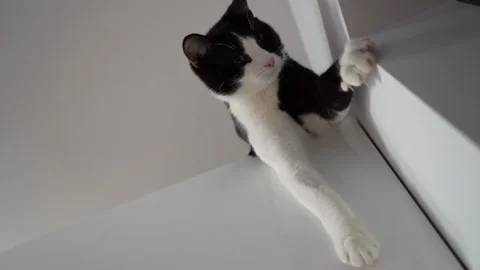 Black and white cat sitting on a high kitchen shelf, curious domestic pet Stock Footage 323109543