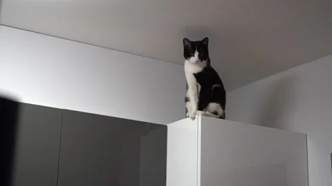 Black and white cat sitting on a high kitchen shelf, curious domestic pet Stock Footage 323109560