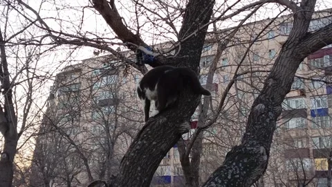 A black and white cat is sitting on a tree. A cat climbs trees in the park Stock-Footage 332548838