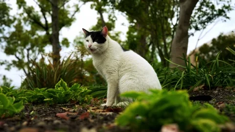 Black and White Cat Sitting in Garden Among Green Plants Stock Footage 332600304