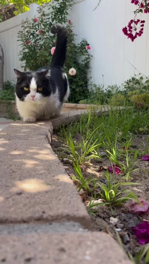 A black and white cat sitting on a garden wall in a sunny backyard Vídeos de archivo 334268817