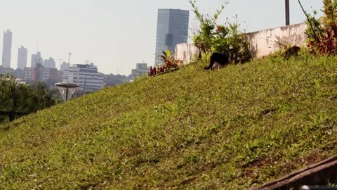 Black and White Cat Sitting on Grassy Hill with Asuncion Skyline 4K 스톡 동영상 335329728