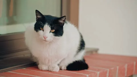 Black and white cat sitting calmly on brick steps looking towards camera. Stockbeeldmateriaal 339440137