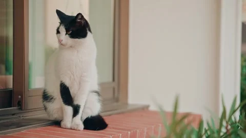 Black and white cat sitting on a windowsill, looking around with alert eyes. Stockbeeldmateriaal 339469236