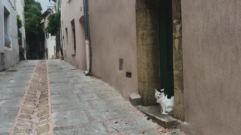 Black and White Cat Sitting in a Quiet Village Alley Stockbeeldmateriaal 341307670