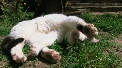 Black and white cat sleeping in funny position Vidéo 50922859