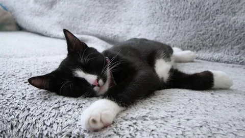 Black and white cat sleeping on couch Video stock 80321457