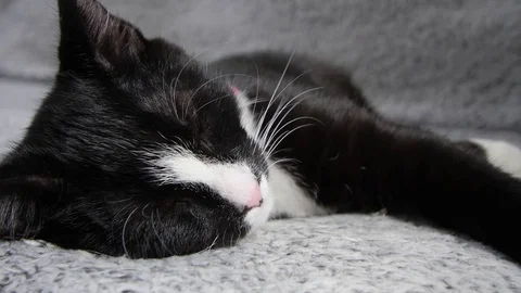 Black and white cat sleeping Video stock 80321474