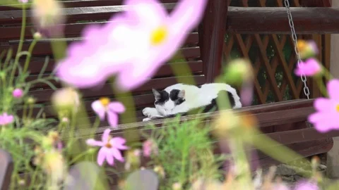 Black and white cat sleeping on bench with pink flowers in foreground Stock Footage 127886989