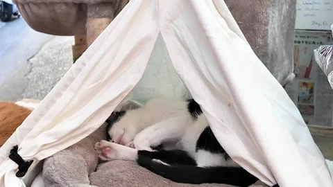 Black and White Cat Sleeping Peacefully on Towels in Okinawa's Peace Street Stock Footage 298755641