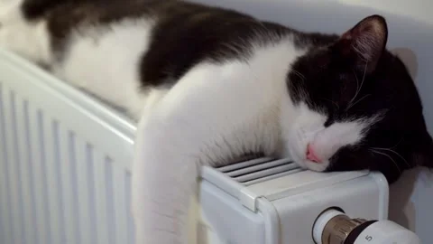 Black and white cat sleeping on a warm radiator at home Stock Footage 320529933