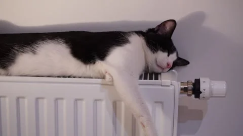 Black and white cat sleeping on a warm radiator at home Stock Footage 320529934