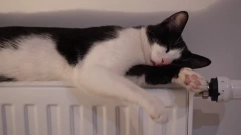 Black and white cat sleeping on a warm radiator at home Stock Footage 320530109