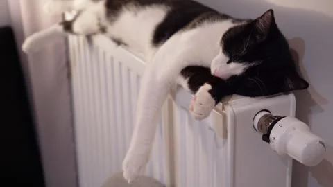 Black and white cat sleeping on a warm radiator at home Stock Footage 320530112