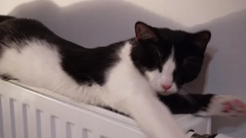 Black and white cat sleeping on a warm radiator at home Stock Footage 320530166