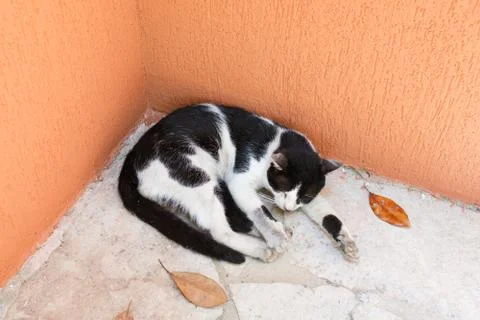 Black and white cat sleeping on the street. Stock Photos