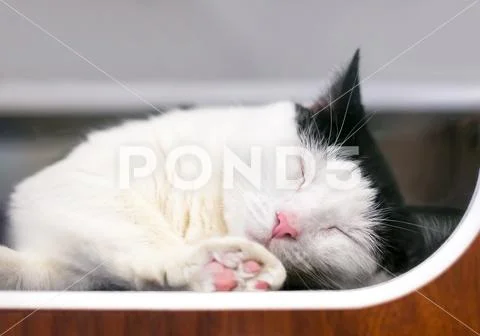 A black and white cat sleeping in an animal shelter with one paw pressed up a Stock Photos