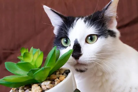 Black and white cat sniffs a house plant Stock Photos