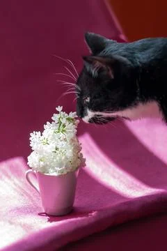 Black and white cat sniffs a flower. lilac in a cup on a fuchsia-colored fa.. Stock Photos