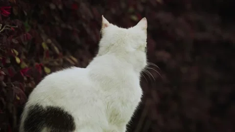 Black and white cat standing still and looks the other way Stock Footage 332728499
