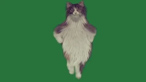 Black and white cat on is standing its hinds gray figure Video stock 335987805