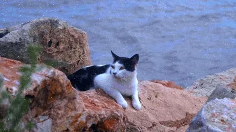 A black and white cat on a stone pier on the seashore Vídeos de archivo 330874185