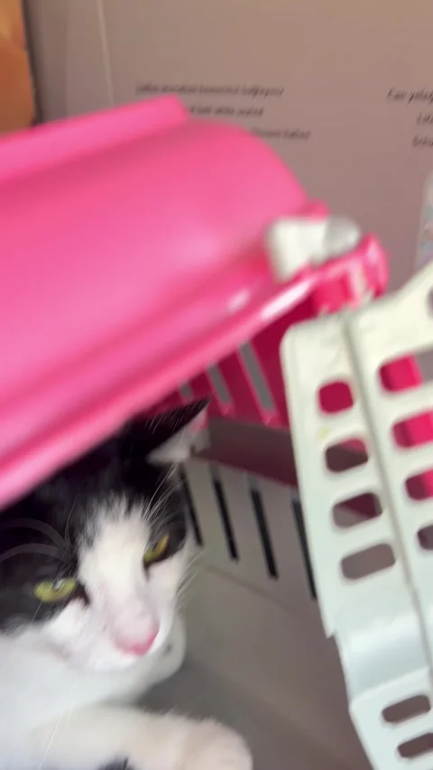 Black and white cat stressed in its box in a plane Stock Footage 337188590