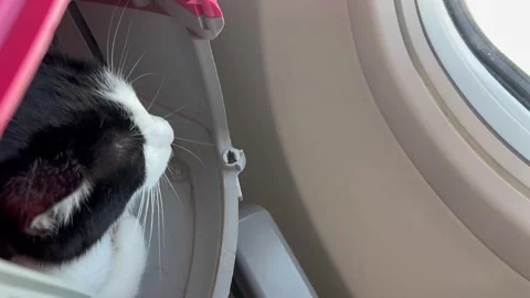 Black and white cat stressed in its box in a plane Stock Footage 337188695