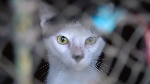 Black and white cat trapped inside a room. Stock Footage 148252520