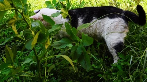 Black and white cat tries to catch someone in green grass environment by pr.. Stock Footage 339434402