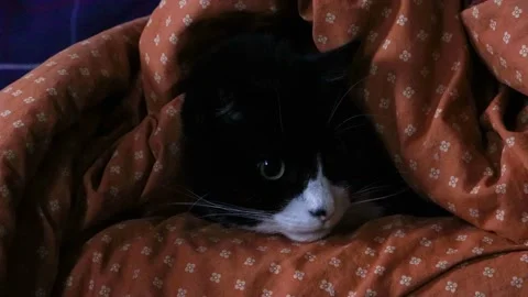 Black and white cat under the blanket 4K Video stock 165885174