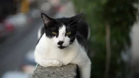 Black and white cat upon a balcony. Almost sleeping animal. Stock Footage 141475497