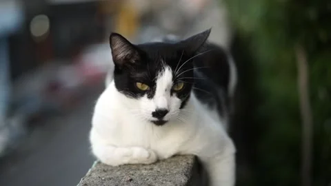 Black and white cat upon a balcony. Almost sleeping animal. Stock Footage 141562253