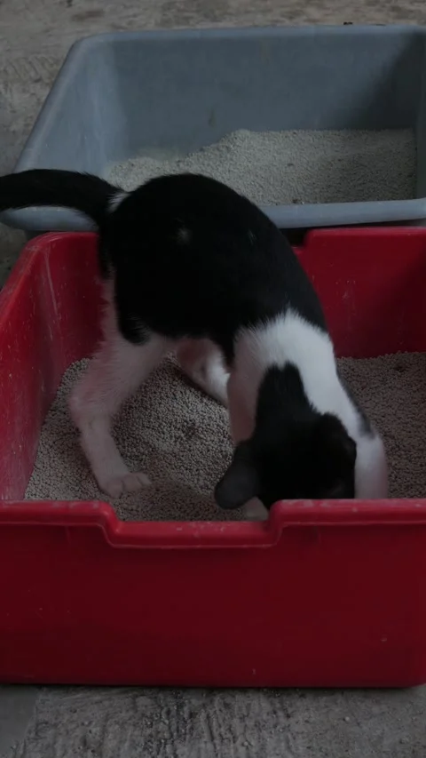 Black and White Cat Using a Litter Box Filled with Cat Litter Indoors Vidéo 347971968
