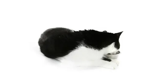 Black and white cat waiting with a bowl for food Stock Footage 50131682