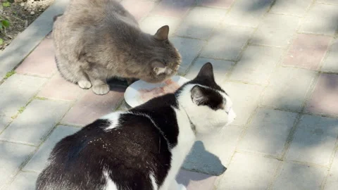 Black and White Cat Waiting Near Grey Cat Eating From Plate on Paved Path 스톡 동영상 334035363