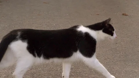 Black and white cat walking on alsphalt road in slow motion. Stock Footage 114684993